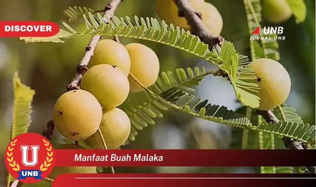 manfaat buah malaka