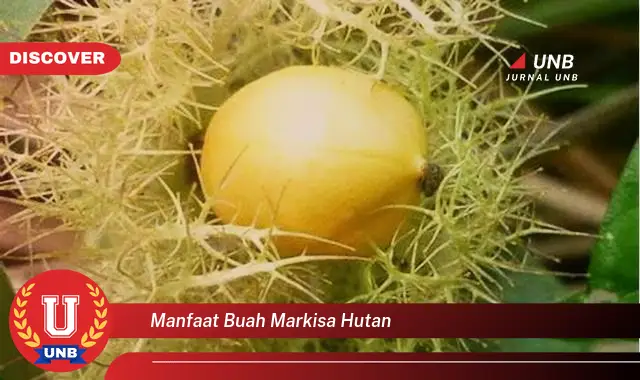 manfaat buah markisa hutan