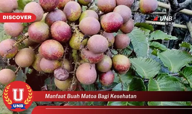 manfaat buah matoa bagi kesehatan