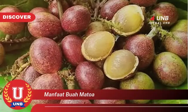 manfaat buah matoa