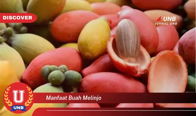 manfaat buah melinjo manfaat buah melinjo