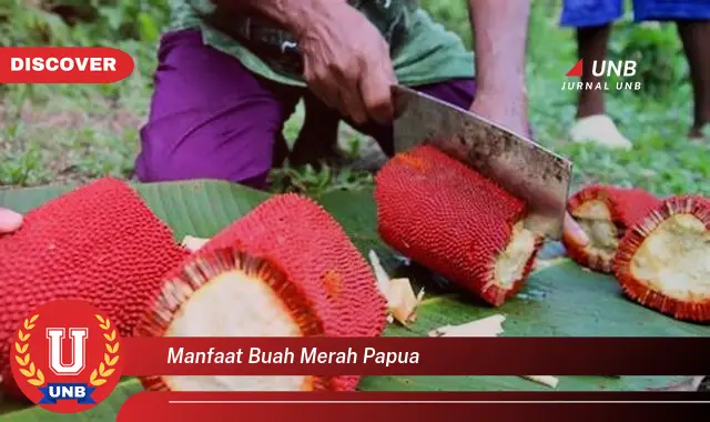 manfaat buah merah papua