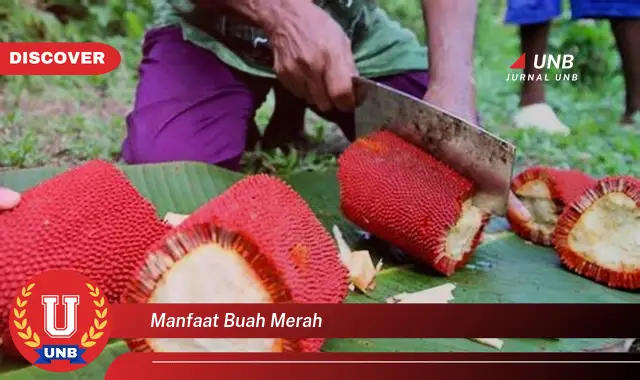manfaat buah merah manfaat buah merah