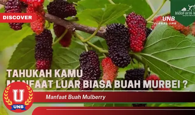 manfaat buah mulberry