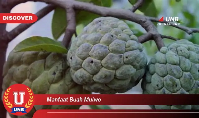 manfaat buah mulwo manfaat buah mulwo