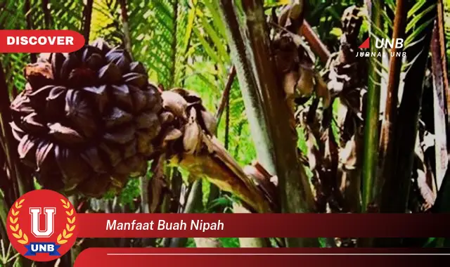 manfaat buah nipah