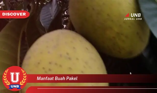 manfaat buah pakel