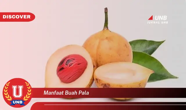 manfaat buah pala manfaat buah pala