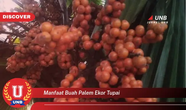 Ketahui 6 Manfaat Buah Palem Ekor Tupai yang Wajib Kamu Ketahui