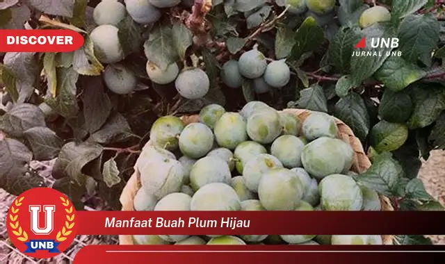 manfaat buah plum hijau