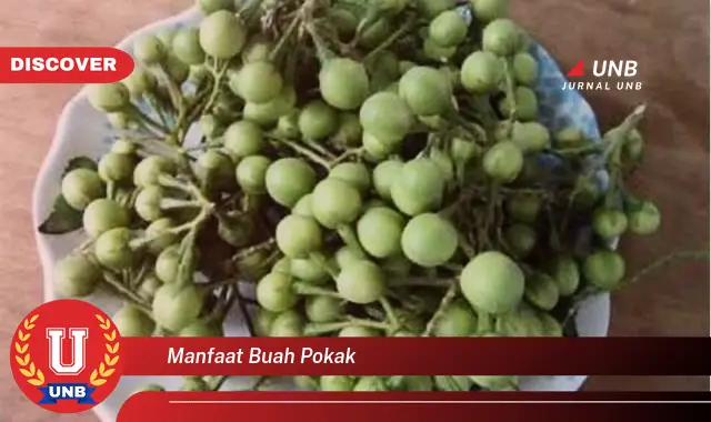 manfaat buah pokak