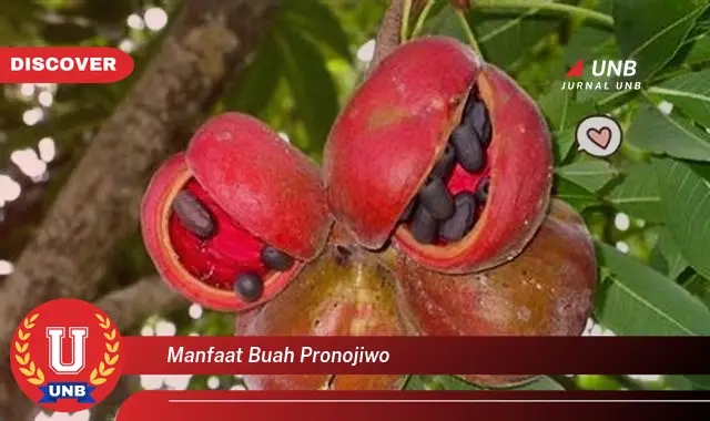 manfaat buah pronojiwo