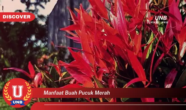 manfaat buah pucuk merah