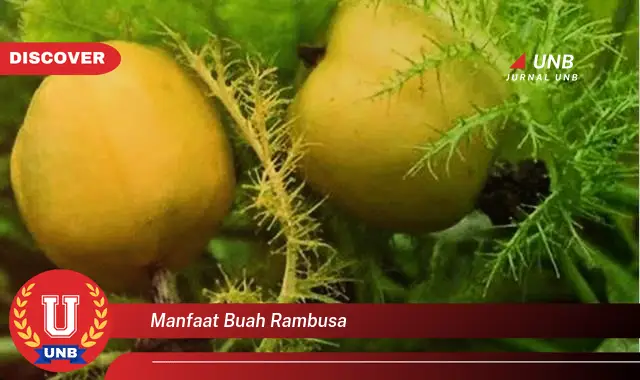 manfaat buah rambusa manfaat buah rambusa