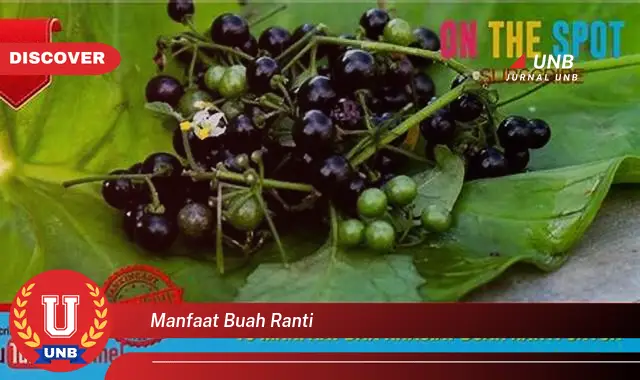 manfaat buah ranti manfaat buah ranti