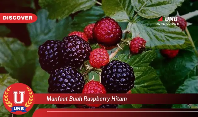 manfaat buah raspberry hitam