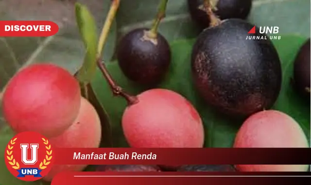 manfaat buah renda