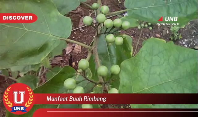 manfaat buah rimbang