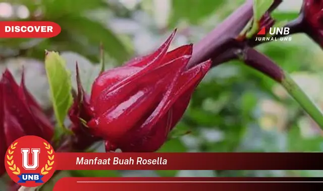 manfaat buah rosella