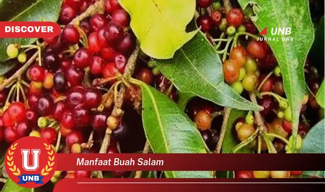 manfaat buah salam