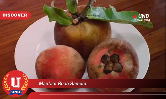 manfaat buah samolo