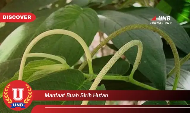 manfaat buah sirih hutan