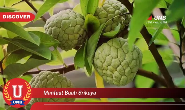 manfaat buah srikaya