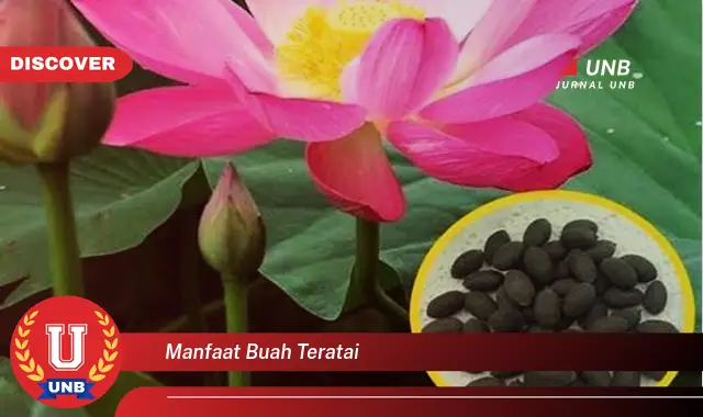 manfaat buah teratai