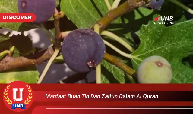 manfaat buah tin dan zaitun dalam al quran