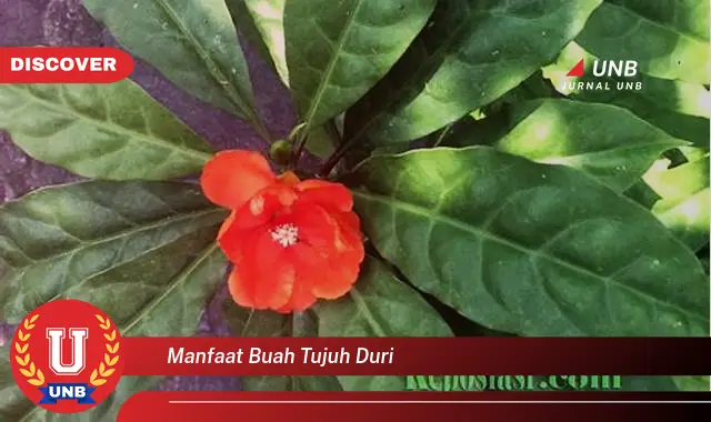 manfaat buah tujuh duri