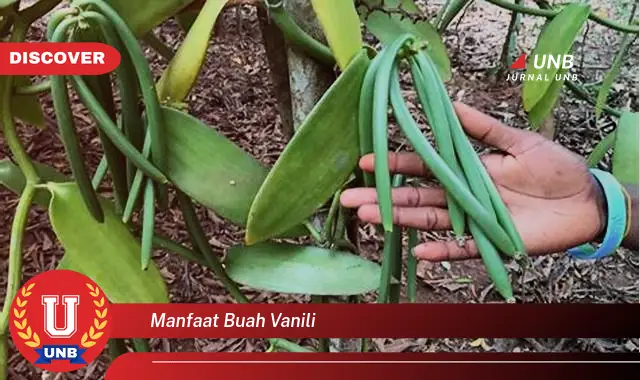 manfaat buah vanili