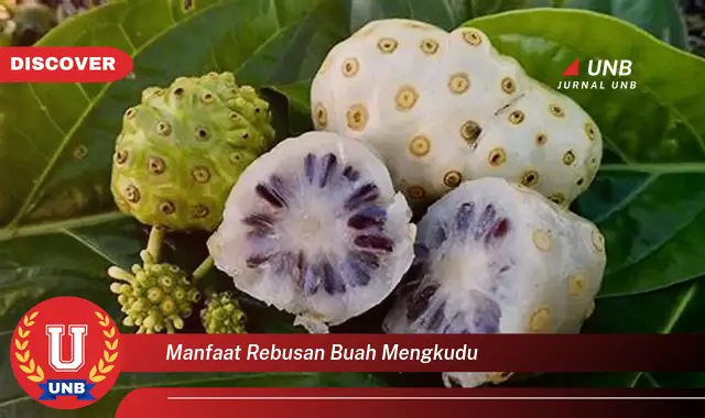 manfaat rebusan buah mengkudu