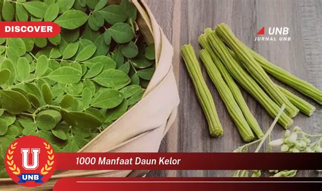 Ketahui 1000 Manfaat Daun Kelor untuk Kesehatan, Kecantikan, dan Lainnya