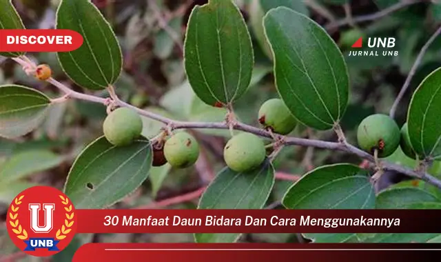 Ketahui 30 Manfaat Daun Bidara dan Cara Menggunakannya untuk Kesehatan & Kecantikan