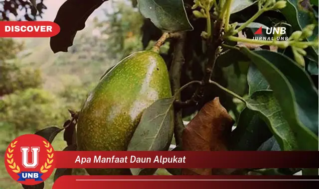 apa manfaat daun alpukat