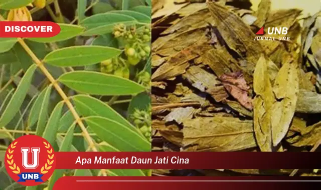 Ketahui 9 Manfaat Daun Jati Cina untuk Menurunkan Berat Badan Secara Alami dan Efektif