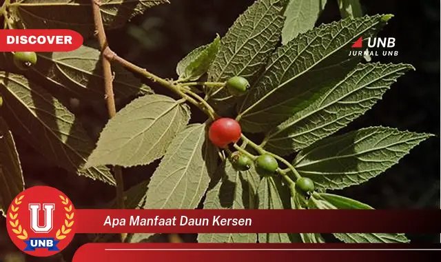 apa manfaat daun kersen