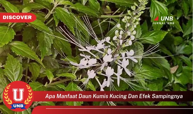 apa manfaat daun kumis kucing dan efek sampingnya