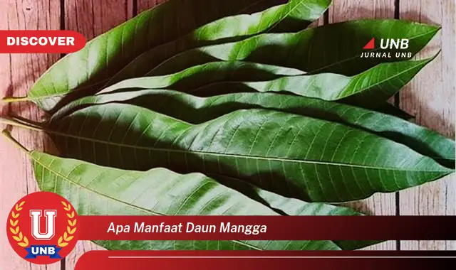 apa manfaat daun mangga