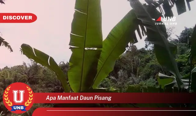 Ketahui 8 Manfaat Daun Pisang untuk Kesehatan, Kecantikan, dan Kehidupan Sehari,hari