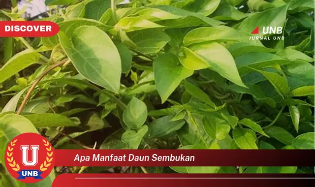 Ketahui 8 Manfaat Daun Sembukan untuk Kesehatan dan Kecantikan Anda