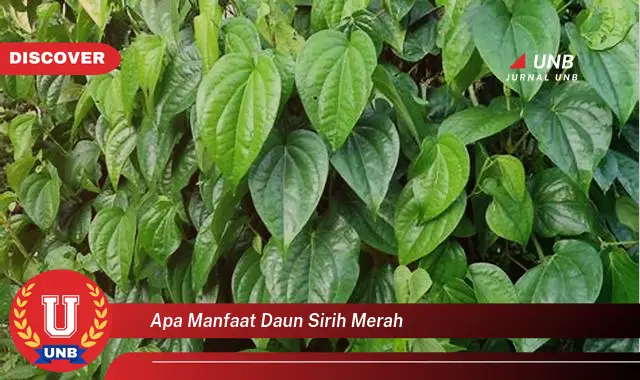 apa manfaat daun sirih merah