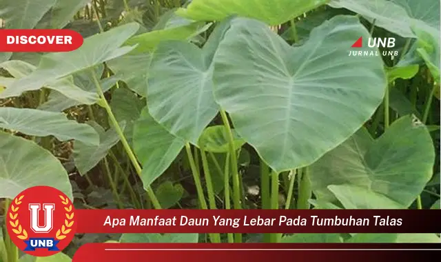 Ketahui 8 Manfaat Daun Lebar Tumbuhan Talas bagi Pertumbuhan dan Kehidupan