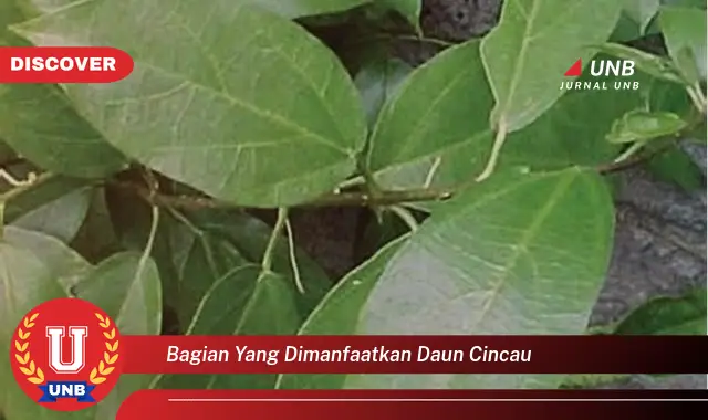 Ketahui 8 Manfaat Daun Cincau, Bagian yang Dimanfaatkan dan Khasiatnya untuk Kesehatan