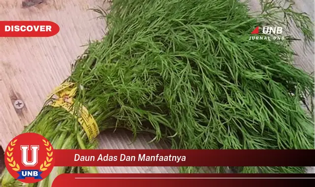 daun adas dan manfaatnya