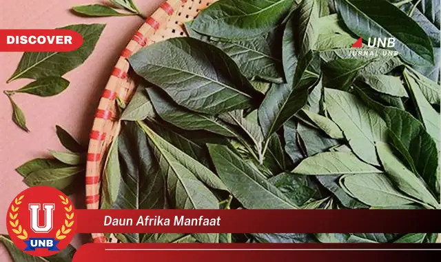 daun afrika manfaat