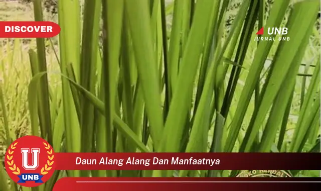 Ketahui 10 Manfaat Daun Alang,Alang untuk Kesehatan dan Kecantikan