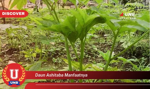 Ketahui 10 Manfaat Daun Ashitaba untuk Kesehatan Tubuh Anda