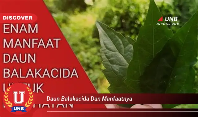 Temukan 10 Manfaat Daun Balakacida untuk Kesehatan Anda