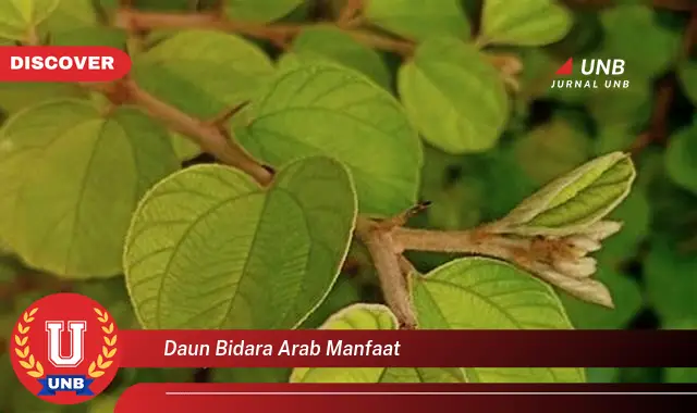 Ketahui 9 Manfaat Daun Bidara Arab untuk Kesehatan, Kecantikan, dan Pengobatan Spiritual